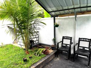 2 sillas y una palmera en un patio en Mango Tree House Mirissa, en Mirissa