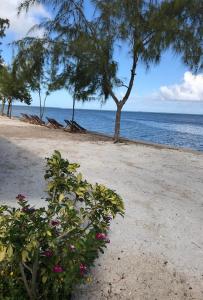 Bon Vivant Front de Mer - Ile Rodrigues في Rodrigues Island: شاطئ به شجرة ومحيط