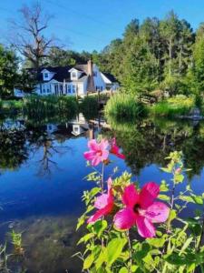 a house and some pink flowers in the water at Lazy Dog Acres 
