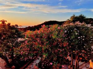 grupa drzew z kwiatami w zachodzie słońca w obiekcie Hotel Santo Stefano w mieście Portoferraio