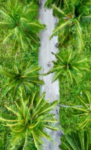 an aerial view of palm trees and a river at Fairytale Inn in Thoddoo