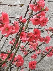 um ramo de flores cor-de-rosa numa árvore em La Caudalie 