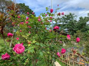 a bunch of pink roses in a garden at Romantic house 2 on a pine hill Dalat in Da Lat