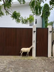 a sheep standing in front of a gate at Solemar 2bdrm House - Private Pool , King Bed and Balcony Sunset View in Mal País