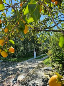 a woman walking down a path through an orange tree at Romantic house 2 on a pine hill Dalat in Da Lat