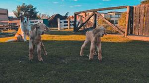 Mascotas con sus dueños en Hotel Fazenda Figueiras