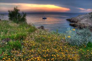 a boat in the water with a field of flowers at La Petite Calanque in Marseille