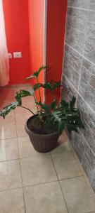 eine Pflanze in einem Topf, die auf einem Fliesenboden sitzt in der Unterkunft Ipiales Puerta de Oro Alborada in Ipiales