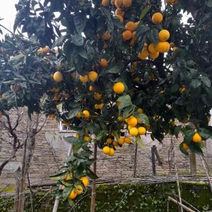 Une bande d'oranges poussant sur un arbre dans l'établissement Brunhedo2, à Vila Boa