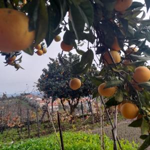 Une bande d'oranges sur un arbre dans un champ dans l'établissement Brunhedo2, à Vila Boa