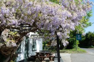 a purple tree with a picnic table under it at Chris Wheeler at The Crown Inn in Buckinghamshire