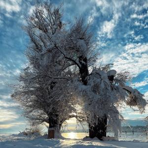 un albero ricoperto di neve in un campo di Das Moosanger a Starnberg