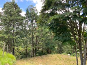 uma área arborizada com árvores numa colina em Recanto da Paz, Miguel Pereira RJ em Miguel Pereira