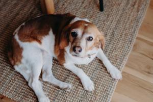 ein braun-weißer Hund, der auf einem Sofa liegt in der Unterkunft Lexton House - Luxurious Cottage in Parkes