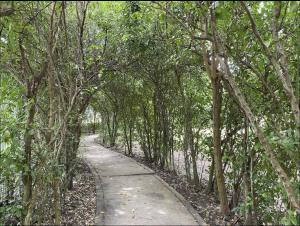 un camino a través de una zona boscosa con árboles en Acojedora villa familiar en cartagena, a 20 minutos del aeropuerto, en Cartagena de Indias