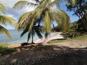 a palm tree on a beach next to the ocean at La villa karukera in Sainte-Rose