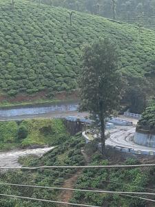 un árbol al lado de una carretera con coches en Riverview homestay, en Vālpārai