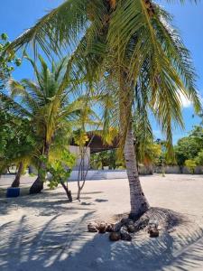 a palm tree on a beach with a pile of balls under it at Amore Apartment, Maldives in Dhangethi