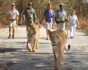 un grupo de personas caminando con leones en un camino en La kora en Toubakouta