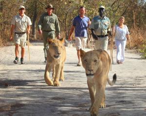 a group of people walking with lions on a path at La kora in Toubakouta