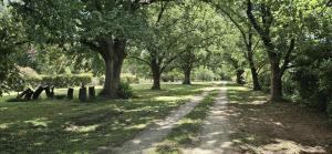 un chemin de terre dans un parc arboré dans l'établissement The Avenue Anahdale - Hidden 2.7 Acre Estate in town, à Blayney