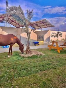 a horse grazing in the grass next to a palm tree at مربط الجازي in Ad Dihāsīyah