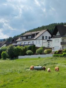 three cows grazing in a field in front of a house at Pension Sauerland in Winterberg