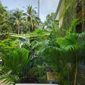 a garden with palm trees and plants at Homestay Bảo Bình in Ben Tre