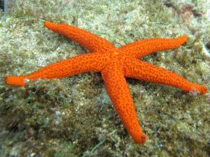 an orange starfish laying on a rock at La Petite Calanque in Marseille