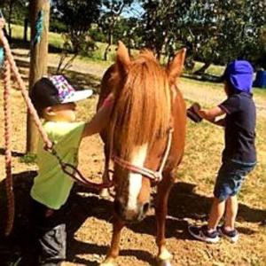 un niño acaricia un caballo blanco y marrón en Jilly Park Farm Hands-On Experience Discover Authentic Farm Life Complimentary Breakfast Included, en Buln Buln
