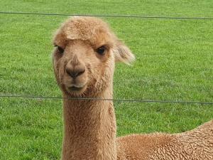 una llama marrón de pie junto a una valla de alambre en Jilly Park Farm Hands-On Experience Discover Authentic Farm Life Complimentary Breakfast Included, en Buln Buln