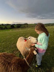 a little girl is petting a sheep in a field at Jilly Park Farm Hands-On Experience Discover Authentic Farm Life Complimentary Breakfast Included in Buln Buln