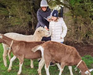 Una mujer y un niño parados junto a unas ovejas en Jilly Park Farm Hands-On Experience Discover Authentic Farm Life Complimentary Breakfast Included, en Buln Buln