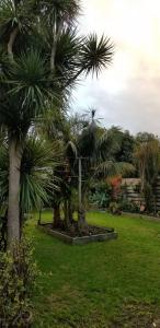 a group of palm trees in a park at Apollo Stay in Apollo Bay