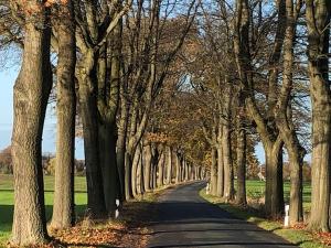 NEU! Ferienidyll Nähe Plauer See في Halenbeck: طريق تصطف على جانبيه الأشجار
