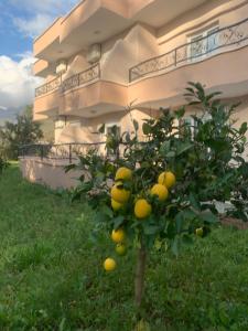 a lemon tree in front of a building at Guesthouse P&A in Budva