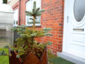 a small christmas tree in a pot in front of a door at Pass the Keys King Bed House Next To Heaton Park WM Discounts in Manchester