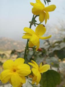 Fotografie z fotogalerie ubytování Unique point home stay v destinaci Nagarkot