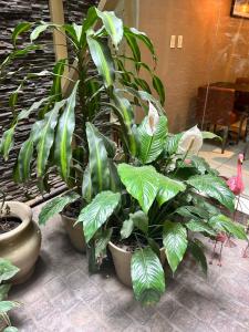 a group of plants in pots on a floor at Hotel Everest in Cordoba
