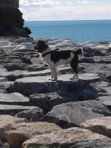 un chien noir et blanc debout sur des rochers près de l'océan dans l'établissement Casa a Lerici nell'antico borgo, à Lerici