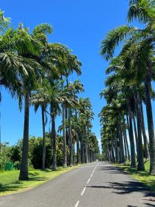 Une rangée de palmiers sur une route dans l'établissement Ti bwa Lodge, à Capesterre-Belle-Eau