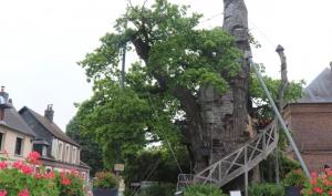 un arbre à côté d'une maison avec un escalier dans l'établissement Gîte « Le Querqus » - 6 voyageurs, à Allouville-Bellefosse