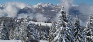 a group of snow covered trees on a mountain at PANORAMA SportHOTEL in Folgaria