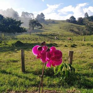 a pink flower in a field next to a fence at Cabañitas Shollet in Oxapampa