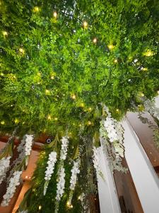 Zahrada ubytování Maria Grazia Hotel
