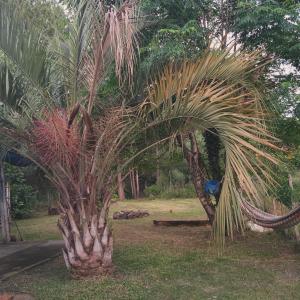 a palm tree in a park with a hammock at Espacio Joseana in Cerro Caqueira