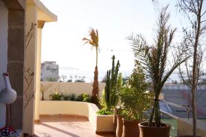a group of plants in pots on a balcony at Villa Mogador By Solena in Essaouira