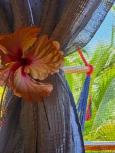 The Lighthouse Retreat, Little Corn island, Nicaragua外面的花园