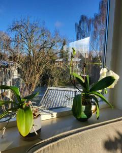 Moderne villalejlighed på 110 kvm + stor terrasse في Viby: يوجد اثنين من النباتات الفخارية على حافة النافذة