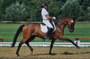 a man riding on the back of a brown horse at Ferienwohnung Kaim in Prichsenstadt